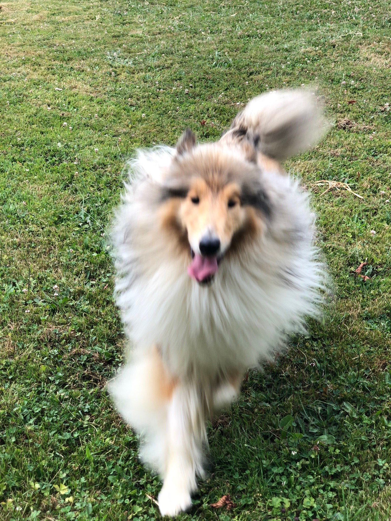 Ma belle honeysun de la lune argentée