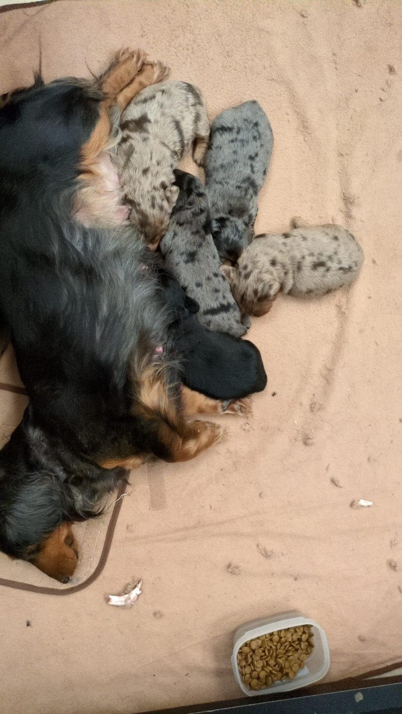 Chiot Teckel poil long Lisadour