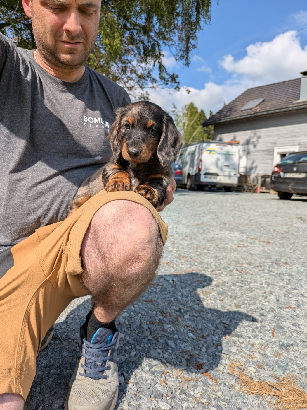 Lisadour - Chiots disponibles - Teckel poil long