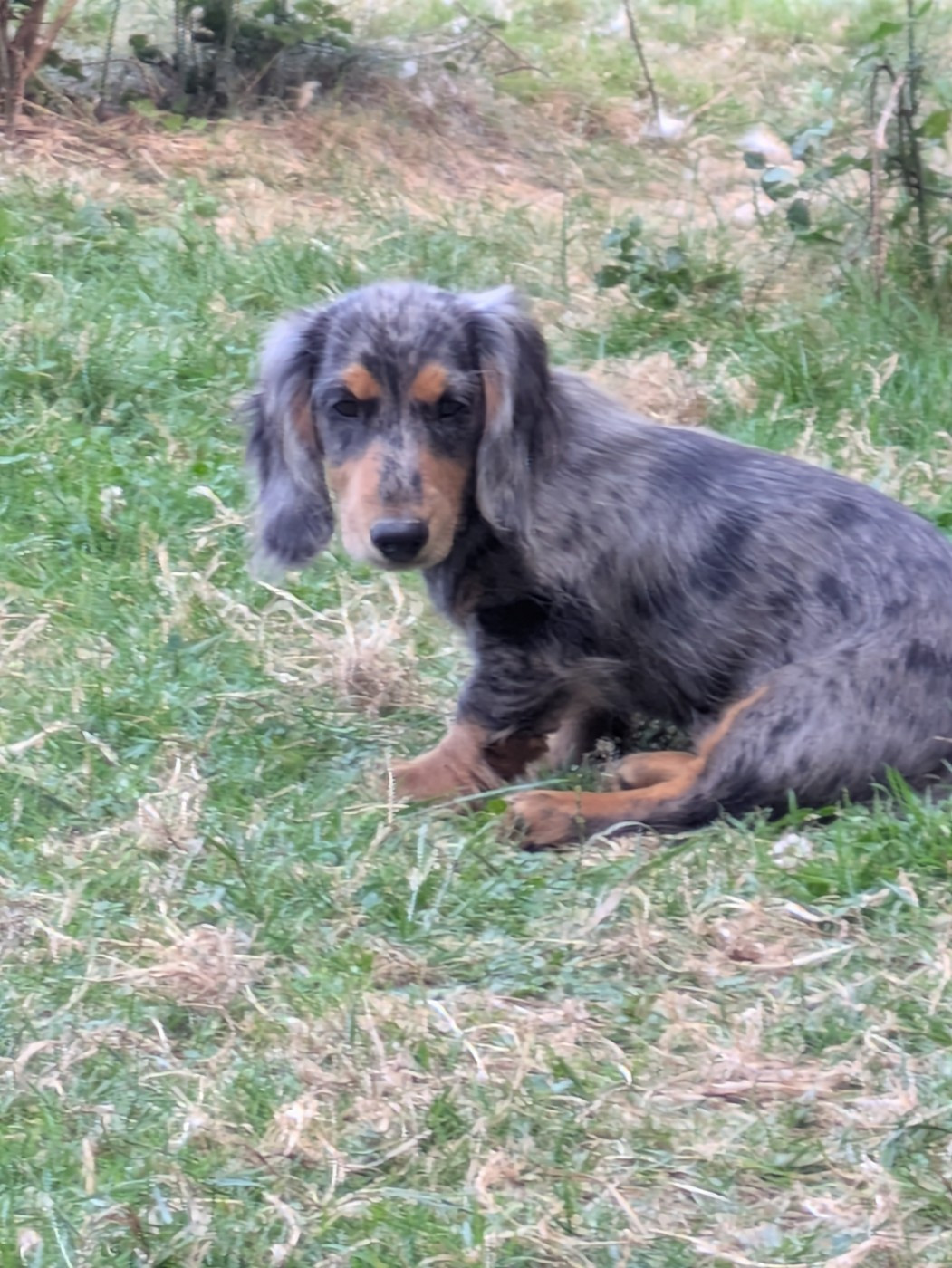 Lisadour - Chiots disponibles - Teckel poil long