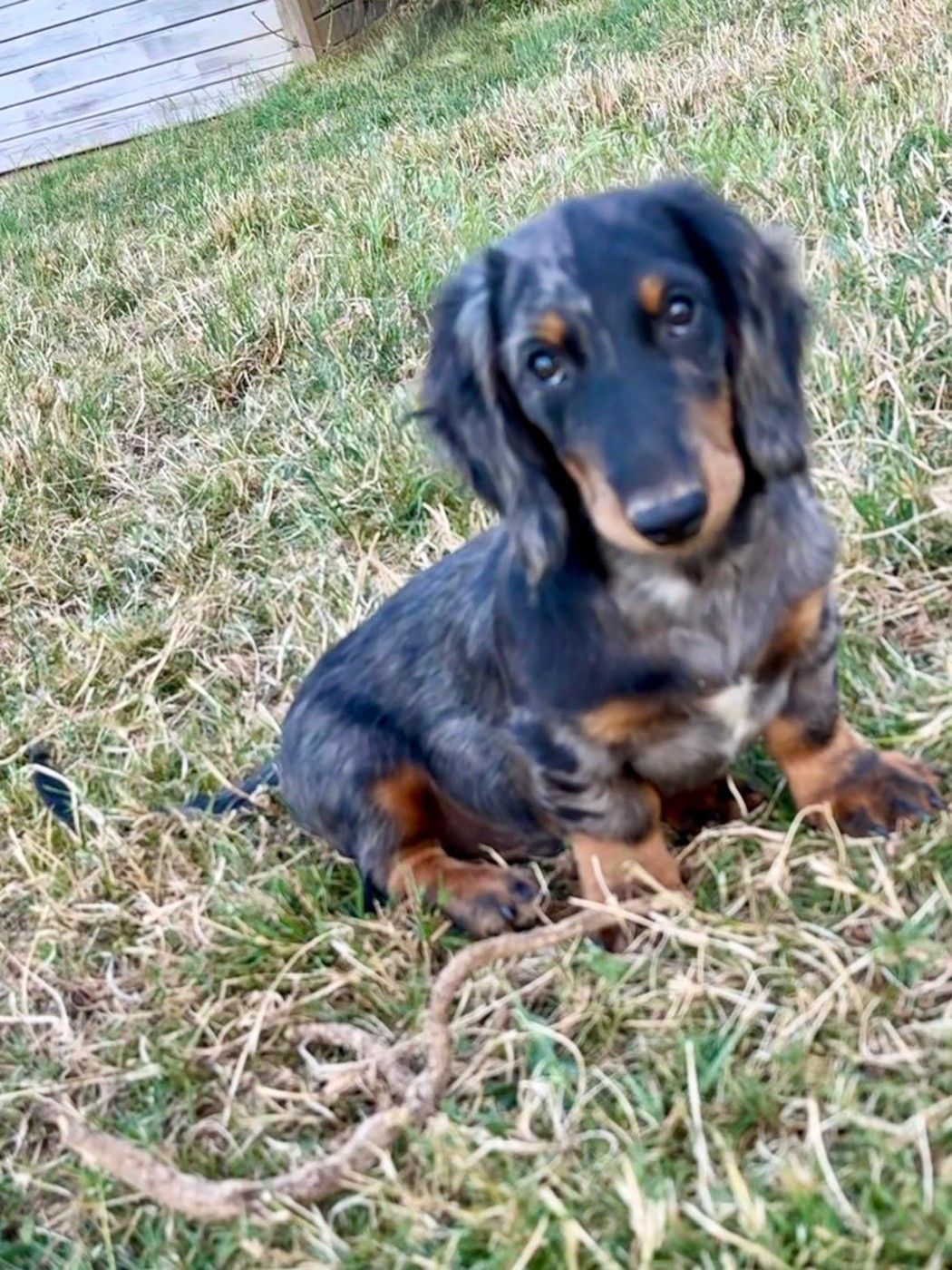 Lisadour - Chiots disponibles - Teckel poil long