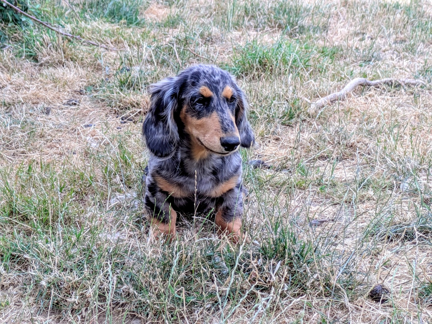 Lisadour - Chiots disponibles - Teckel poil long