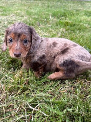 Chiot N°1