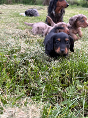 Chiot N°3